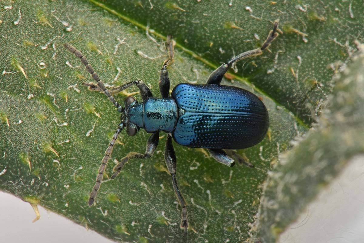 Chrysomelidae: Lema cyanella? Sì.